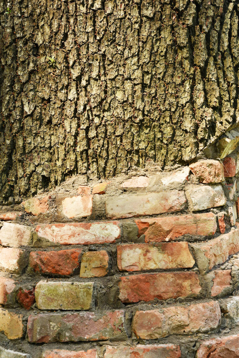 Detailed of the bricks and the trunk
